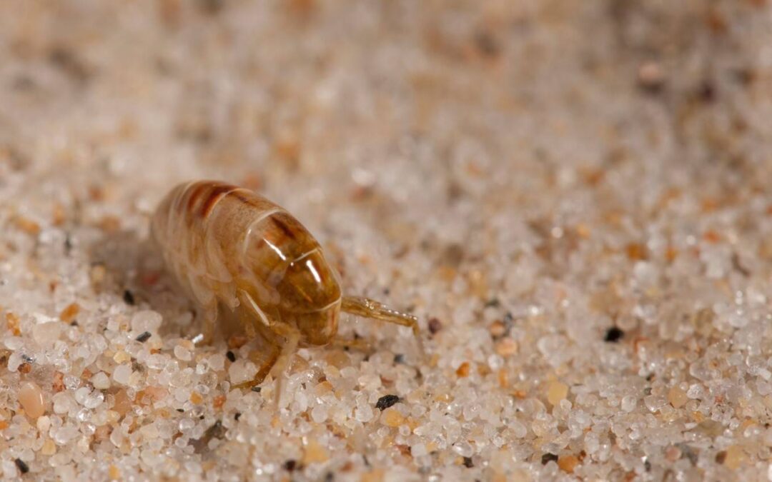 Sand Flea