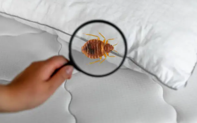 How Bed Bug Bite Symptoms Develop Over Time