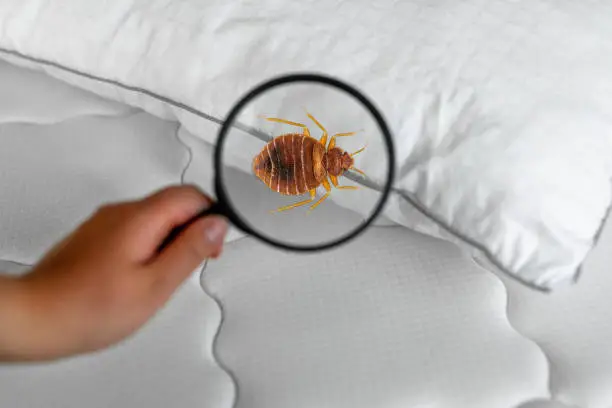Bed Bug Bite Symptoms